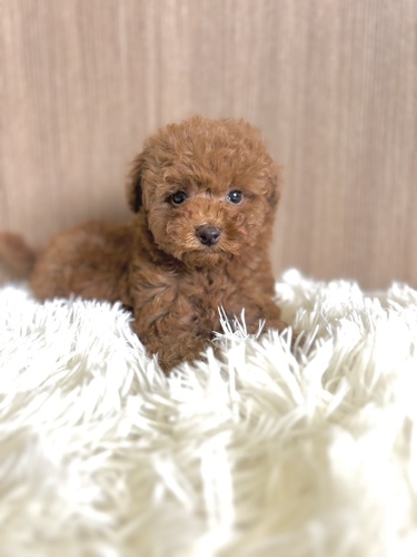 トイ・プードル 犬の販売・譲渡 43960 レッド男の子 1255