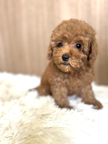 トイ・プードル 犬の販売・譲渡 43962 レッド女の子5966