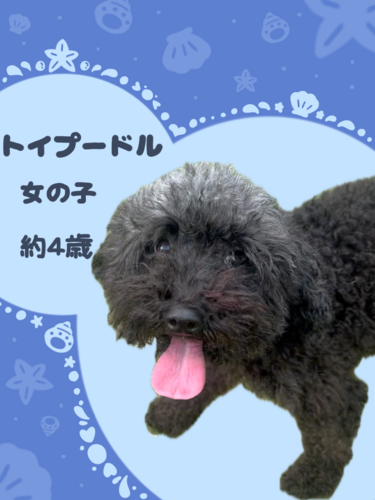 トイ・プードル 犬の販売・譲渡 43964 トイプードルの女の子
