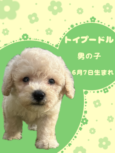トイ・プードル 犬の販売・譲渡 43965 トイプードルの男の子