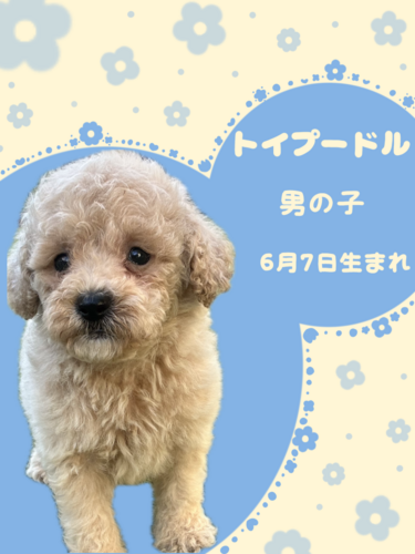 リクエストトイプードル作品 maxresdefault.jpg
