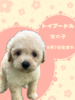 gCEv[h  q T gCv[h̏̎q 43967