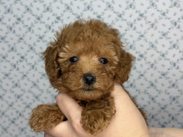トイ・プードル 犬の販売・譲渡 43969 【特典あり】自由人!マイペースくん