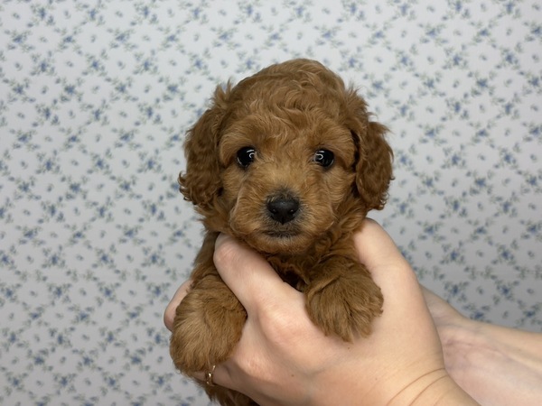 トイ・プードル 犬の販売・譲渡 43970 【特典あり】不思議ちゃんな性格の子