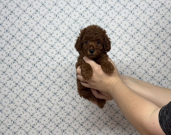 トイ・プードル 犬の販売・譲渡 43971 【特典あり】ご飯大好き食いしん坊さん