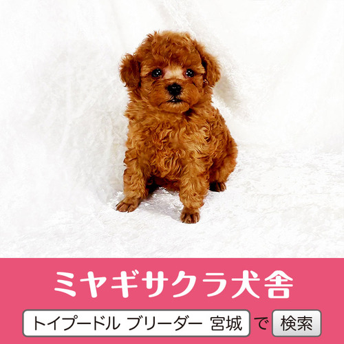 トイ・プードル 犬の販売・譲渡 43972 ☆良血統☆レッドのプリンセス☆