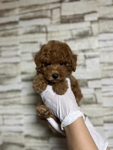 トイ・プードル 犬の販売・譲渡 43973 2674レッド