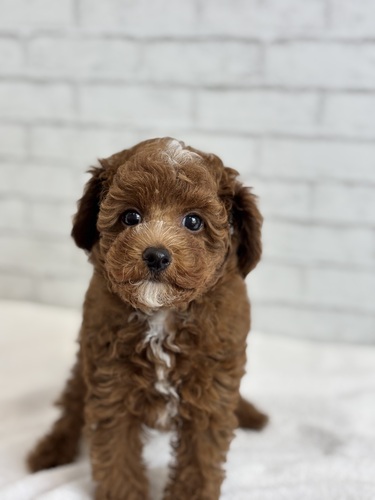 トイ・プードル 犬の販売・譲渡 43978 レッド6027