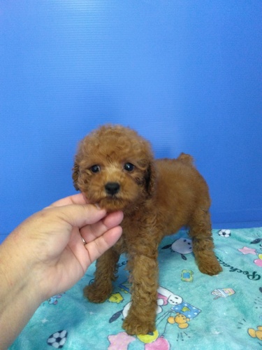 トイ・プードル  犬の販売・譲渡 43979 レッドの男の子 女の子