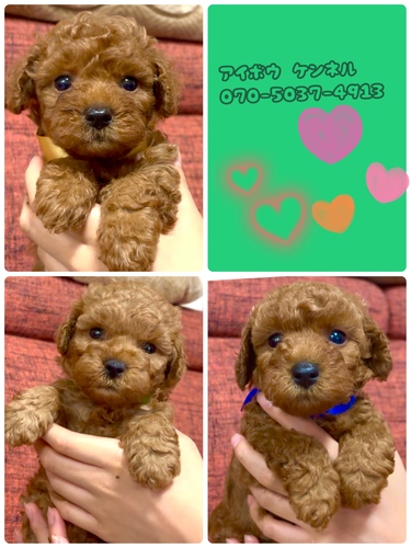 レッドタイニープードル 犬の販売 43980