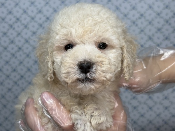 【総額表示】ビビりな慎重派 犬の販売 43983