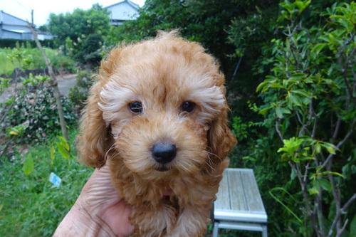 トイ・プードル 犬の販売・譲渡 43984 夏休みセール中です。