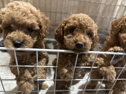 トイ・プードル 犬の販売・譲渡 43986 予約開始します