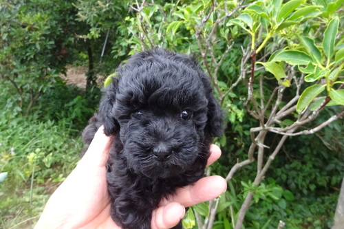 トイ・プードル 犬の販売・譲渡 43987 夏休みセール中です。
