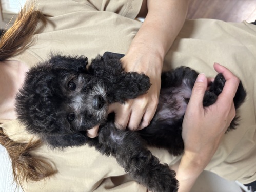 トイ・プードル 犬の販売・譲渡 43988 レアカラーのシルバープードルくん