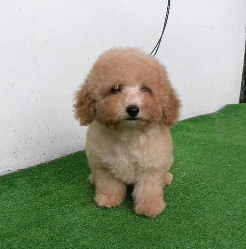トイ・プードル 犬の販売・譲渡 43992 可愛いタイニープードルの男の子