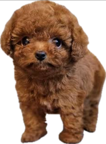 トイ・プードル 犬の販売・譲渡 43995 ティーカップサイズのレッド女の子‼️