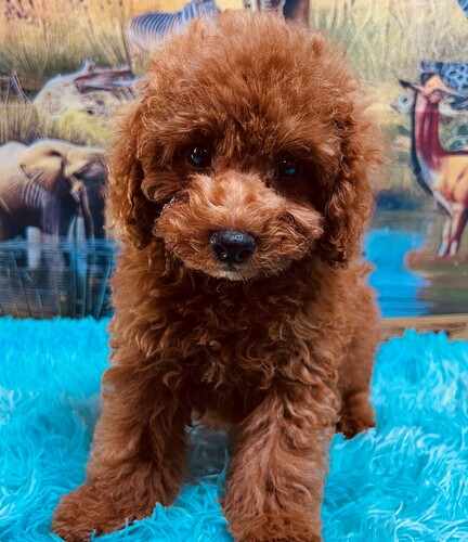 トイ・プードル 犬の販売・譲渡 43996 ぬいぐるみの様な超〜モフモフ兄弟♪