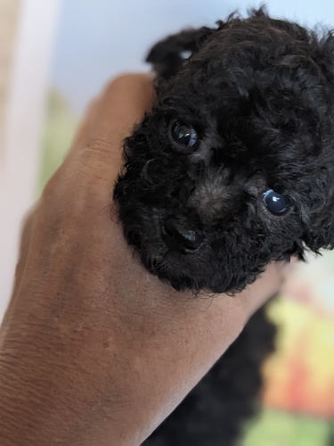 gCEv[h  ̔̔En 44010 eBJbvTCỸVo[ƃzCg̏̎q