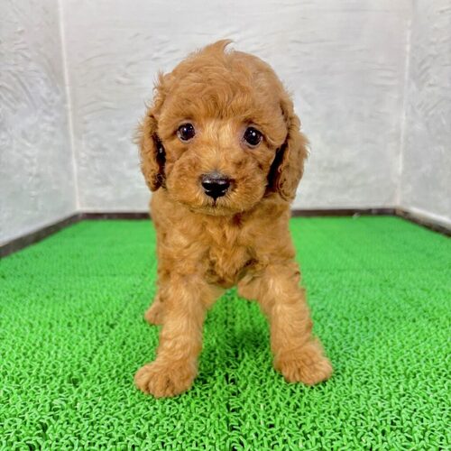 トイプードル(からあげくん) 犬の販売 44012