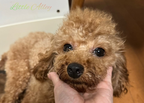 gCEv[h  ̔̔En 44017 ͂ɁIgC&^Cj[TCỸbhoI