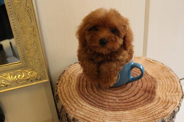 トイ・プードル 犬の販売・譲渡 44030 小さなTカップ女の子