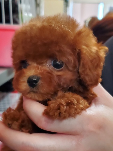 トイ・プードル 犬の販売・譲渡 44032 小さなTカップ女の子特別価格です