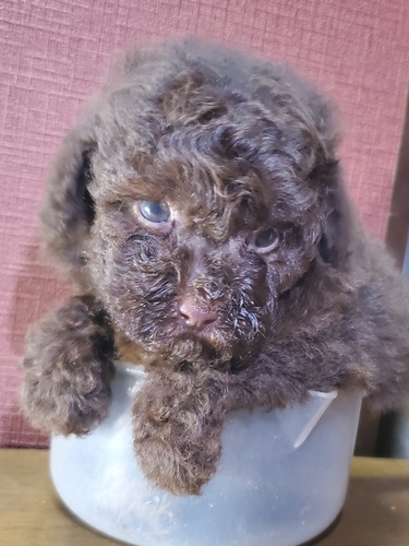 トイ・プードル 犬の販売・譲渡 44035 可愛いブラウン男の子特別価格です
