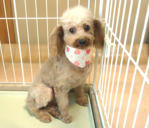 トイ・プードル  犬の販売・譲渡 44051 成犬 プードル 女の子