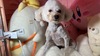 トイ・プードル  子犬 探す 有料里親 44054