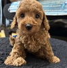 トイ・プードル  子犬 探す タイニープードルちゃ... 44058