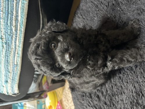 トイ・プードル 犬の販売・譲渡 44059 タイニープードルちゃん