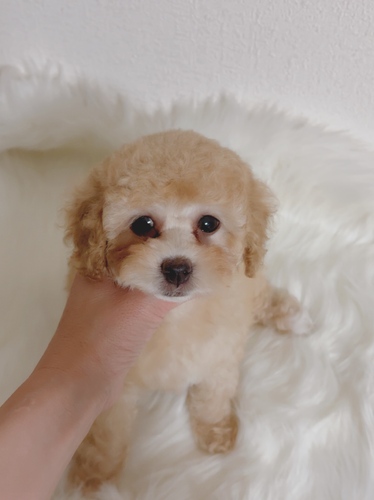 トイ・プードル 犬の販売・譲渡 44062 可愛いトイプーの女の子