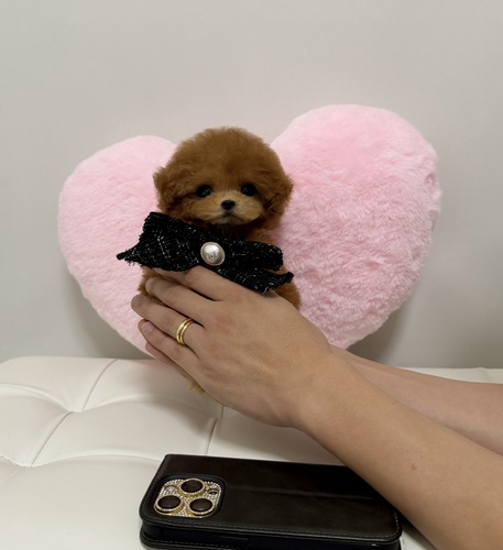 トイ・プードル 犬の販売・譲渡 44064 爆毛!極小レッドプードル
