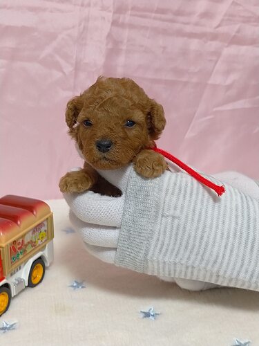 トイ・プードル 犬の販売・譲渡 44067 元気な3姉妹の赤リボンちゃんレッド!