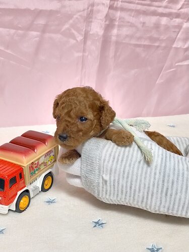 トイ・プードル 犬の販売・譲渡 44068 元気な3姉妹のストライプリボンちゃんレッド!
