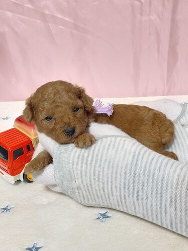 トイ・プードル 犬の販売・譲渡 44069 元気な3姉妹の紫リボンちゃんレッド!