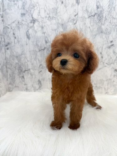 トイ・プードル  犬の販売・譲渡 44071 優しい顔立ちの女の子。お迎え総額。