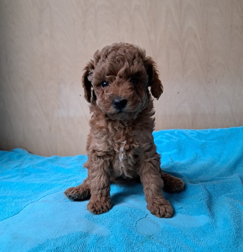トイ・プードル 犬の販売・譲渡 44072 多数のお問い合わせ有り難う御座いました。