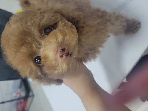 トイ・プードル 犬の販売・譲渡 44074 お鼻がぴんく☆目くりくり女の子