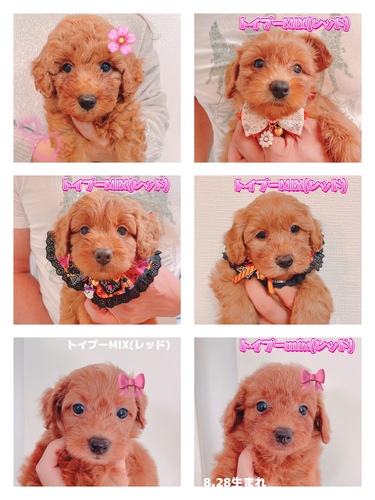 トイ・プードル 犬の販売・譲渡 44077 今だけ50%オフ!!
