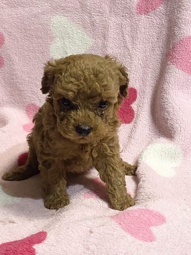 トイ・プードル  犬の販売・譲渡 44079 とても元気でかわいい仔犬たちです