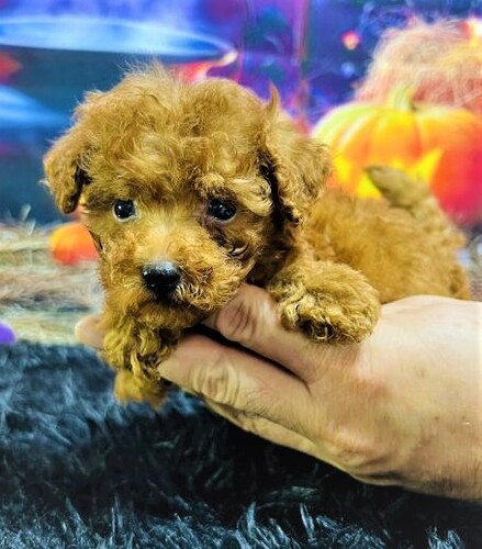トイ・プードル 犬の販売・譲渡 44082 体重390g!ティーカップサイズの元気な男の子♪