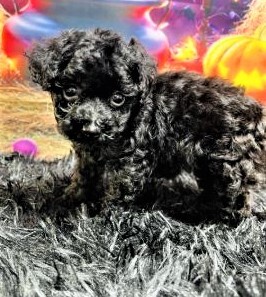 トイ・プードル 犬の販売・譲渡 44083 綺麗なブラックトイプーちゃん♪