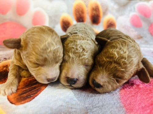 トイ・プードル 犬の販売・譲渡 44084 タイニーサイズ予想