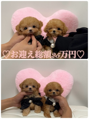 トイ・プードル 犬の販売・譲渡 44085 極小プードル姉妹♀