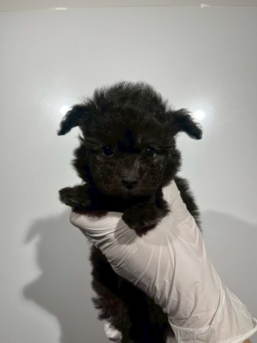 トイ・プードル 犬の販売・譲渡 44088 シルバー1709