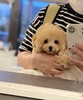 トイ・プードル  子犬 探す 毛量豊富な女の子 44089