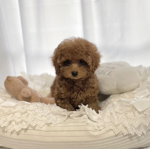 gCEv[h  ̔̔En 44090 gC