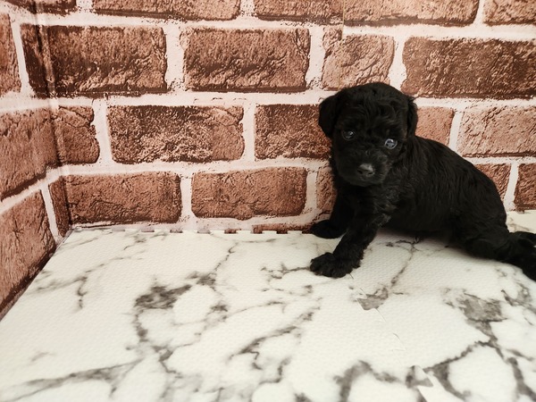 トイ・プードル  犬の販売・譲渡 44091 トイプードルブラックです